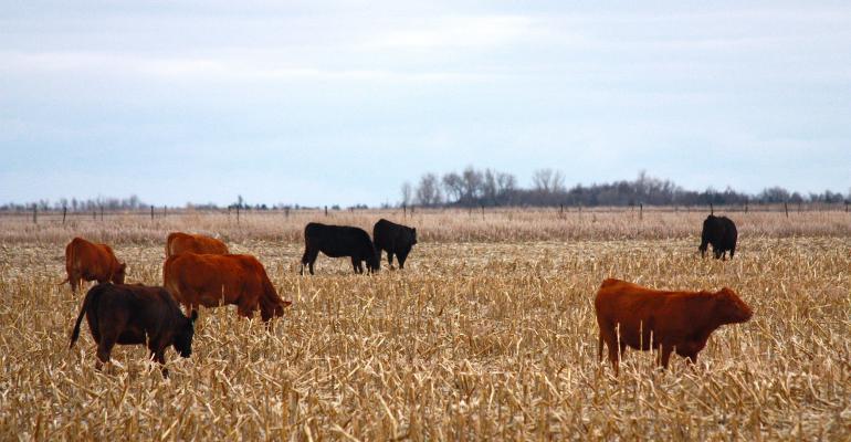MOOOOOO....If Cows Knew That Our Baby Clothes Are Made Out Of 100% Organic Cotton, They'd Be Stoked!